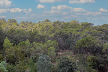 Fototapeta na wymiar Lush Greenery: Typical Spanish Forest Landscape