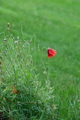 sommerlicher Mohn in rot