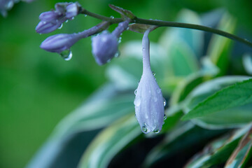 Regentropfen an einer blau-violetten Hosta Blüte