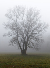 Obraz na płótnie Canvas A big tree standing alone in the mist