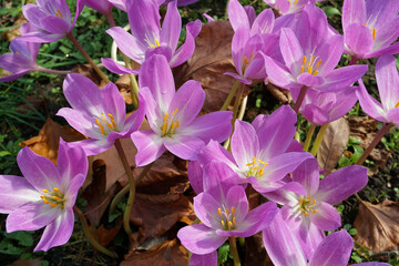 beautiful autumn crocus flowers in late bloom. fall season foliage in park 