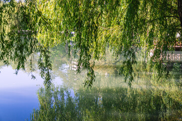 Obraz premium Leaning willow branches on the shore of the pond. Trees on the shore. Lake view in summer. A city park with a pond for walking. Reflection of trees in the water