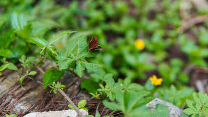 Butterfly flying on green leaf.