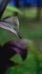Little black bug is on leaf.