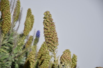 Madera rośliny © Barbara Bajorek