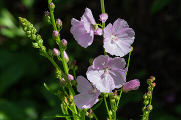 close up of a pink Sidalcea flower