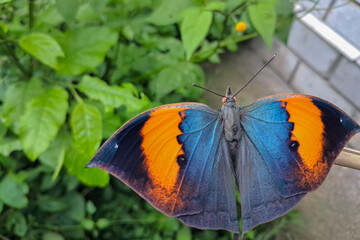 butterfly on a flower