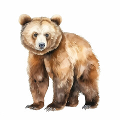Grizzly bear. Watercolor drawing.