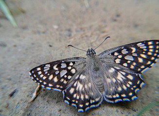 butterfly on the ground