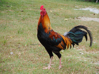 Male bantams walk, exercise and forage on the grass.  standing on the lawn.