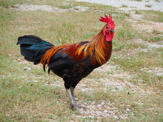 Male bantams walk, exercise and forage on the grass.  standing on the lawn.