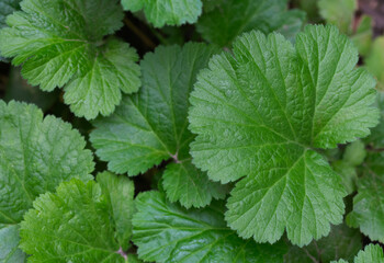 leaves top view, green background