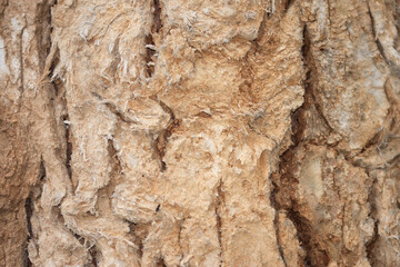 cracked tree trunk, woody texture