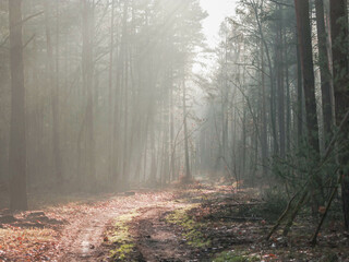 Wysoki, sosnowy las. Jest słoneczny poranek. Między drzewami unosi się mgła oświetlana...