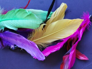 Multi-colored bird feathers on a blue background,