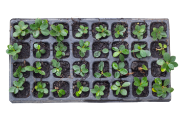 Top view of seedlings Ficus microcarpa growing in black plastic nursery pots isolated on white background included clipping path.