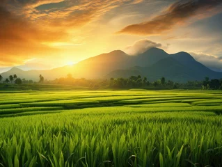 Fototapete Reisfelder Golden Thai Rice Paddy
