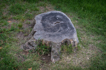 Obraz premium Il tronco di un albero tagliato in un prato circondato dall'erba verde