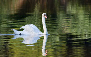 Fototapeta premium Mute swan, Cygnus olor. A beautiful bird floating on the river