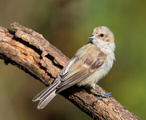 Eurasian penduline tit, Remiz pendulinus. A bird sits on a thick branch and looks back