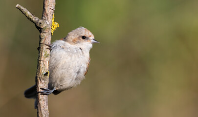 Obraz premium Eurasian penduline tit, Remiz pendulinus. A bird sitting on a branch on a beautiful green background