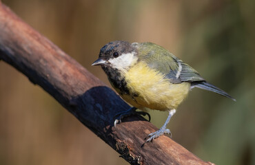 Great tit, Parus major. A bird sits on a branch on a beautiful blurred background