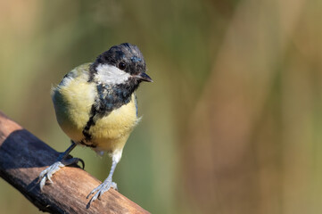 Great tit, Parus major. A bird sits on a branch on a beautiful blurred background