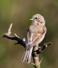 Eurasian penduline tit, Remiz pendulinus. A bird sits on a branch and looks away
