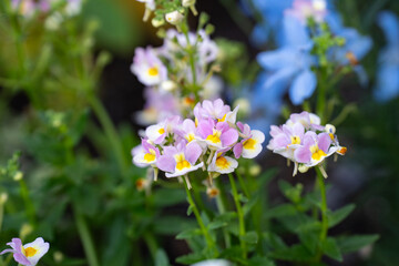 初夏の公園で見つけた小さなネメシアの花