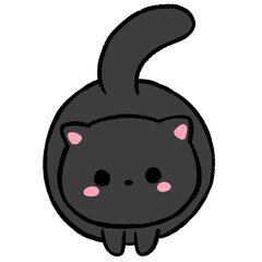 Black cat looking you