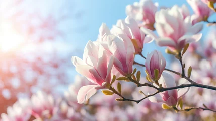 Fotobehang Blooming magnolia tree in the spring sun rays. Selective focus. Copy space. Easter, blossom spring, sunny woman day concept. Pink purple magnolia flowers in blue summer sky © Boraryn