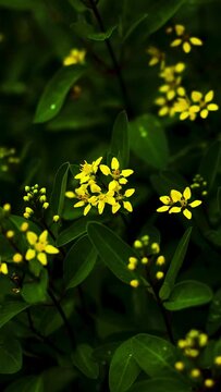 yellow little flower