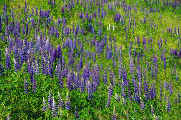Lupinus flowers on a mountain meadow in the High Tatras in Slovakia.