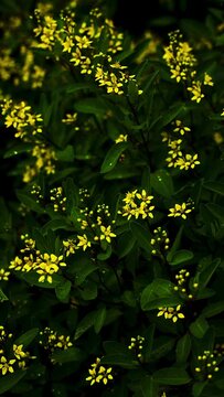 Yellow flowers in the garden 