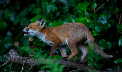 Fototapeta premium Fox cubs exploring the garden
