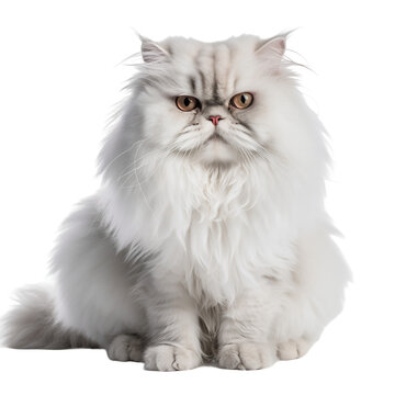 Chat Persan en transparence, sans background