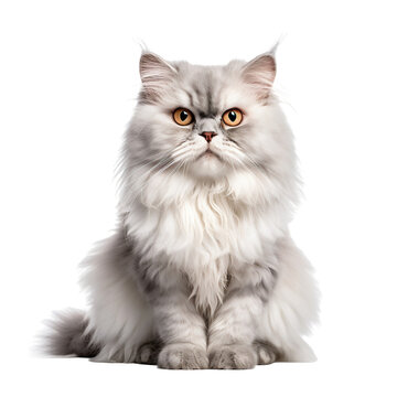 Chat Persan en transparence, sans background