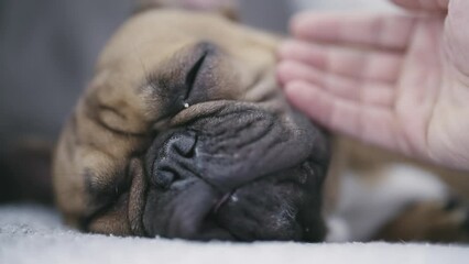 Hand of owner petting a sleepy sick french bulldog dog, slow motion