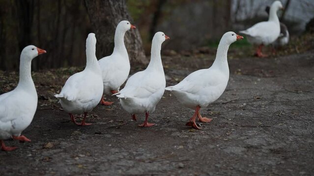 goose farm, flock of domestic white geese walking in the meadow, cinematic slow motion