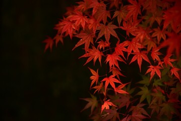 黒い背景にモミジの葉　紅葉　秋イメージ