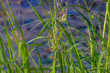 Northern wild rice (Zizania palustris) from Wisconsin. Annual plant native to the Great Lakes...
