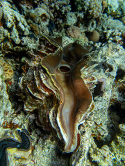 Giant tridacna in the Red Sea coral reef