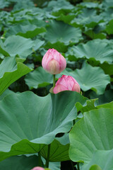町田薬師池公園の蓮池（東京都町田市）