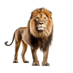 Lion en transparence, sans background