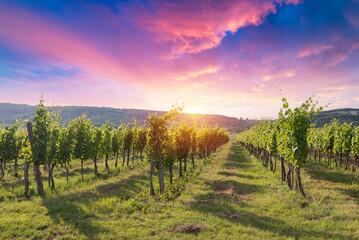 Naklejka premium Barrel Wineglasses Cheese And Bottle In Vineyard At Sunset . High quality photo