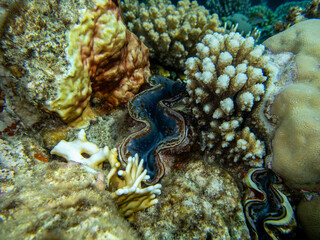 Giant tridacna in the Red Sea coral reef