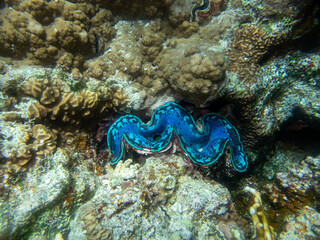 Giant tridacna in the Red Sea coral reef