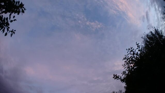 Evening sky with moving pink clouds Cirrostratus during sunset, dark branches trees and moon - timelapse, panorama 160. Topics: weather, natural environment, meteorology, climate, dusk