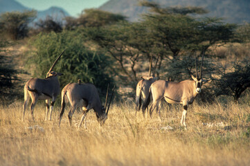 Oryx beïsa, Oryx beisa, Parc national de Samburu, Kenya
