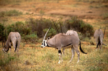 Naklejka na ściany i meble Oryx beïsa, Oryx beisa, Parc national de Samburu, Kenya